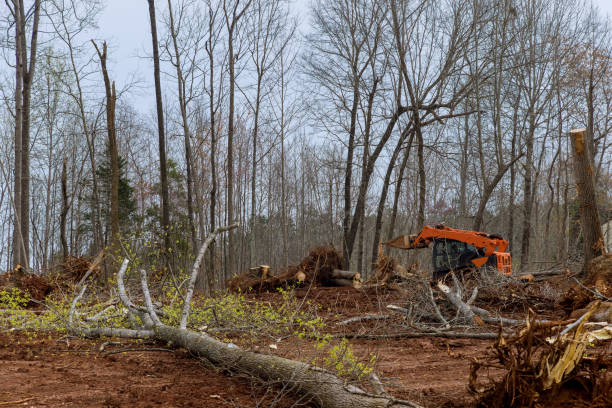 Trusted Guilford Center, CT Tree Removal Services Experts